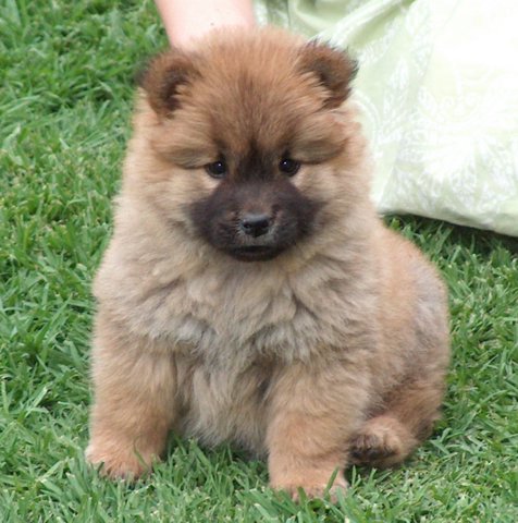 cutest puppy ever. Bluebeary – cutest puppy ever!